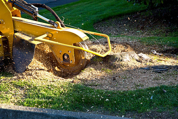 Best Tree and Shrub Care  in Clarkston Heights Vineland, WA